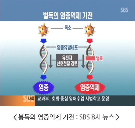 뉴스 화면 '벌독의 염증억제 기전' — 독소가 염증유발세포의 유전자 신호전달 경로를 거쳐 염증을 일으키는데, 벌독이 그 경로를 막아 염증이 억제된다는 그림