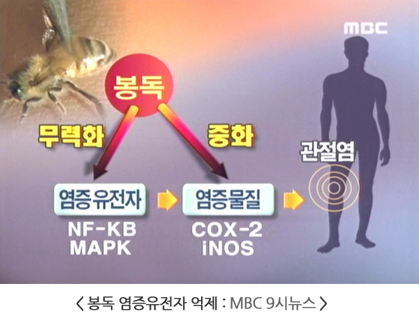 MBC 9시 뉴스 화면. 봉독에서 염증유전자(NF-KB, MAPK)와 염증물질(COX-2, iNOS)로 화살표가 이어지고 '무력화' '중화' 라고 적혀 있습니다.