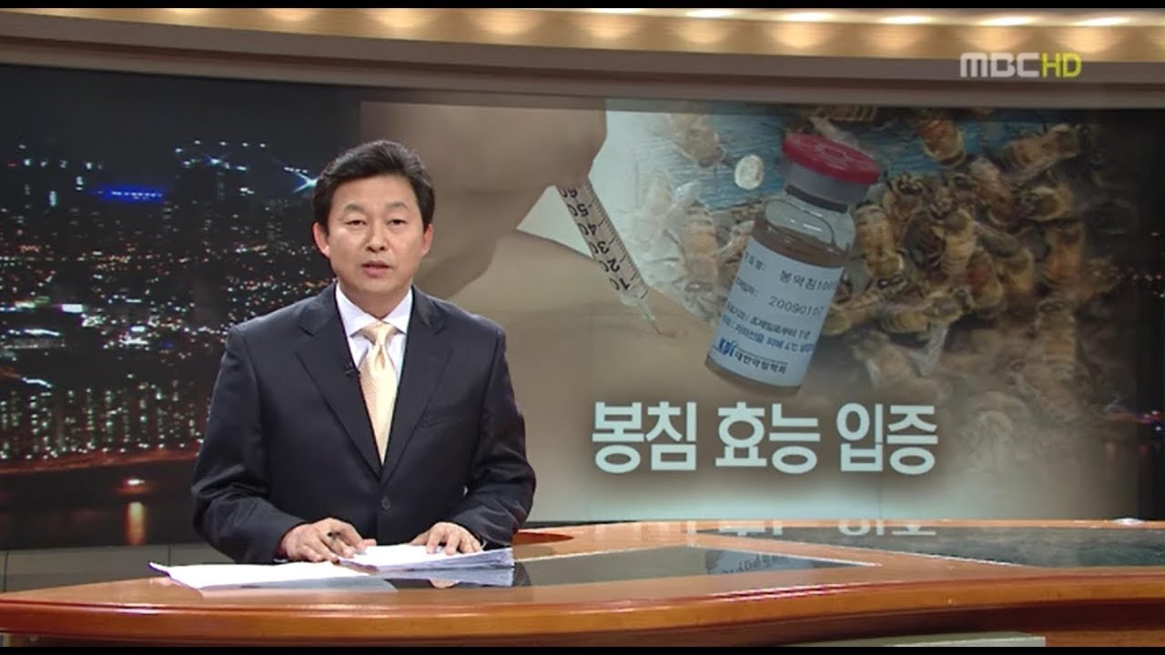 MBC 뉴스 화면 — '봉침 효능 입증' 자막과 앵커