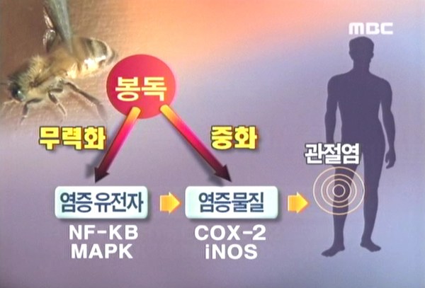 MBC 방송 화면 — 봉독 염증유전자 억제