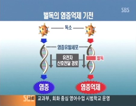 SBS 방송 화면 — 봉독의 염증억제 기전