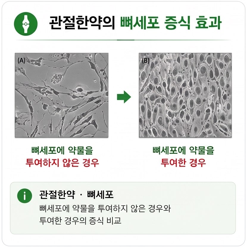 관절한약은 뼈세포를 증식시키는 효과가 있습니다.